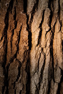 Texture of a tree bark clipart