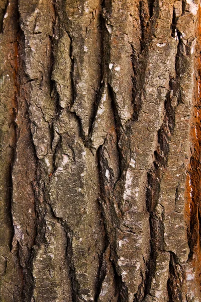 树皮的质地 — 图库照片