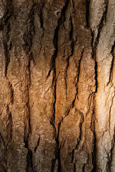 Textuur van een boomschors — Stockfoto