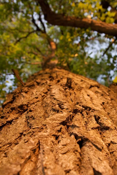 Texture of a tree bark — Stock Photo, Image