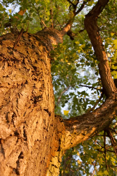 Struttura di una corteccia di albero — Foto Stock