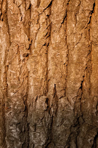 나무껍질의 구조 — 스톡 사진