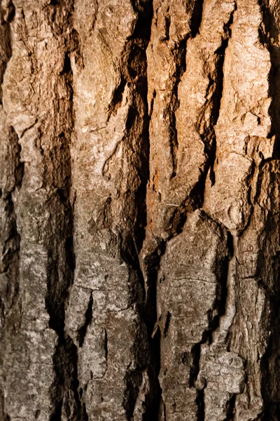 Texture d'une écorce d'arbre — Photo