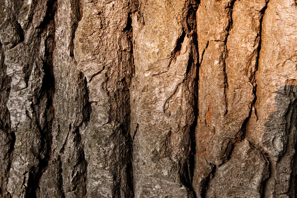 Textura de una corteza de árbol —  Fotos de Stock