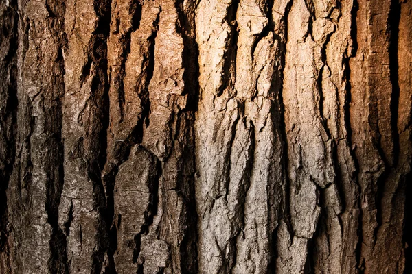 Textur einer Baumrinde — Stockfoto