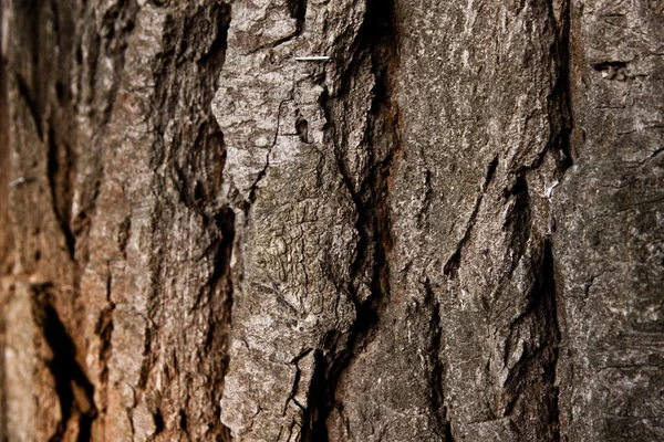Textur av en trädbark — Stockfoto