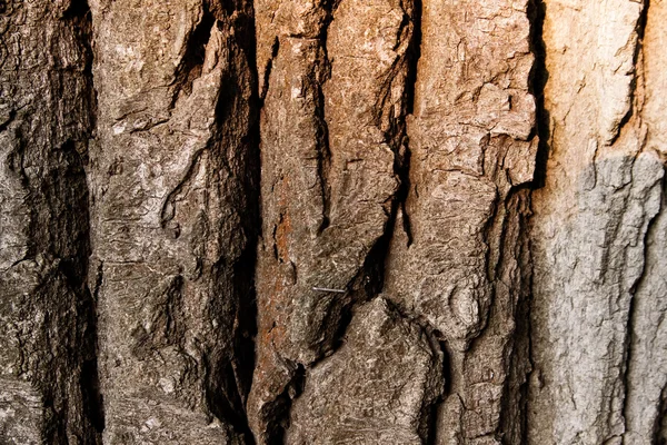 Textur einer Baumrinde — Stockfoto