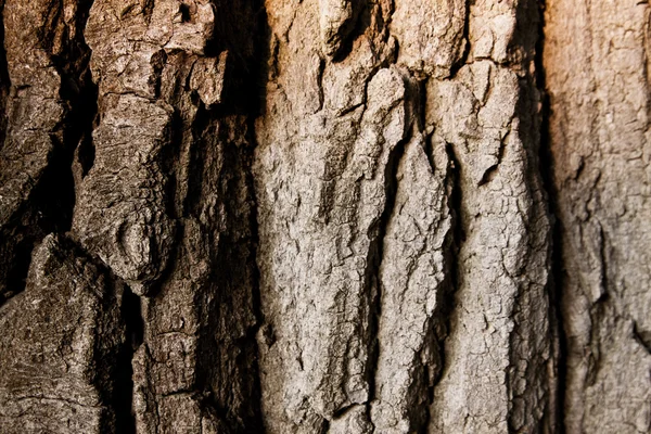 Ağaç kabuğunun dokusu — Stok fotoğraf