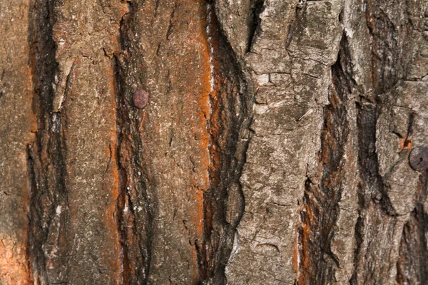 Textura de uma casca de árvore — Fotografia de Stock