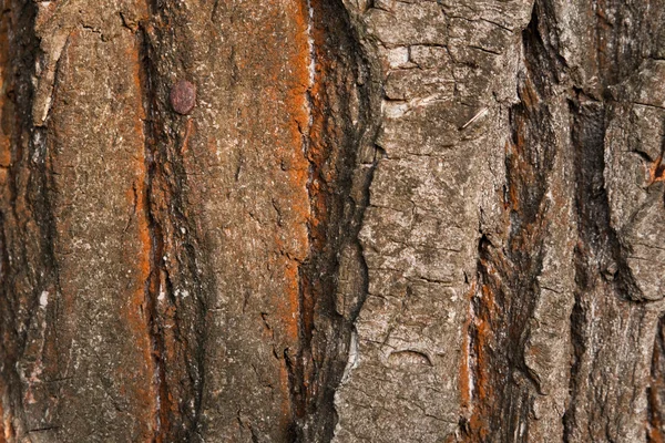 Textura de una corteza de árbol —  Fotos de Stock