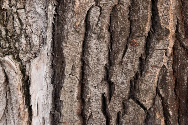 Textuur van een boomschors — Stockfoto