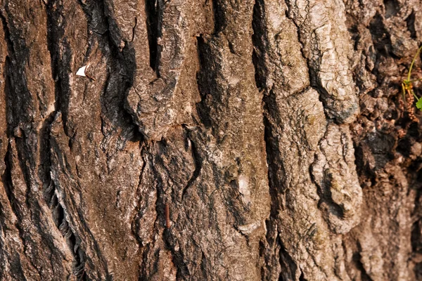 Textur av en trädbark — Stockfoto
