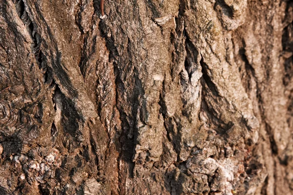 Texture d'une écorce d'arbre — Photo