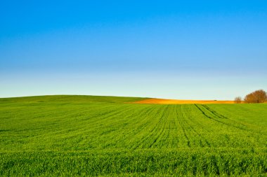 Green wheat fields with blue clipart