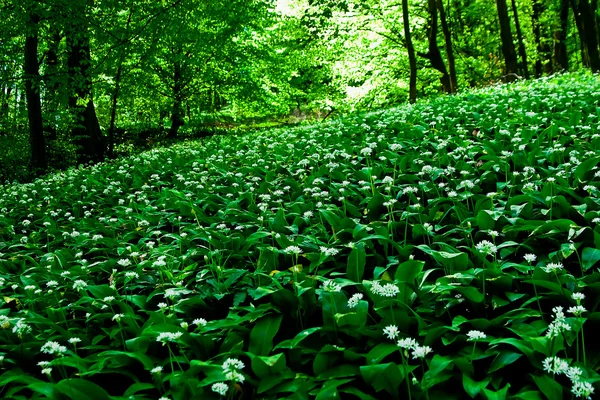 stock image Wild garlic forest