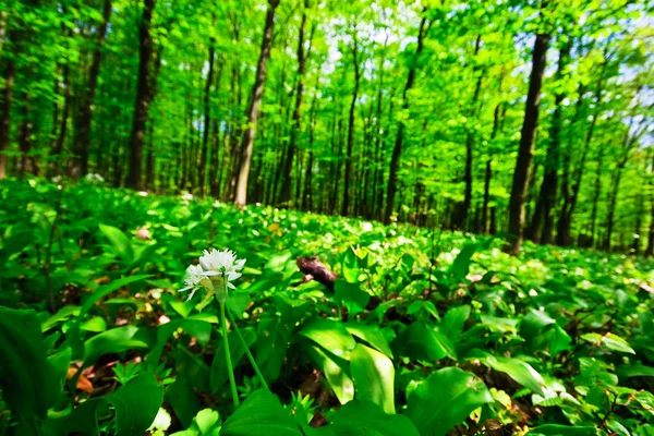 stock image Wild garlic forest