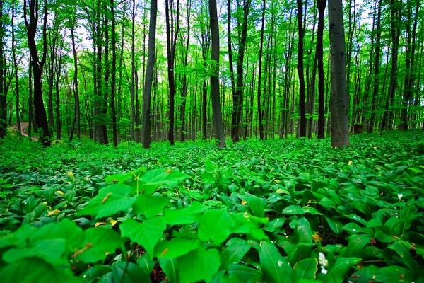 Yabani sarımsak orman — Stok fotoğraf