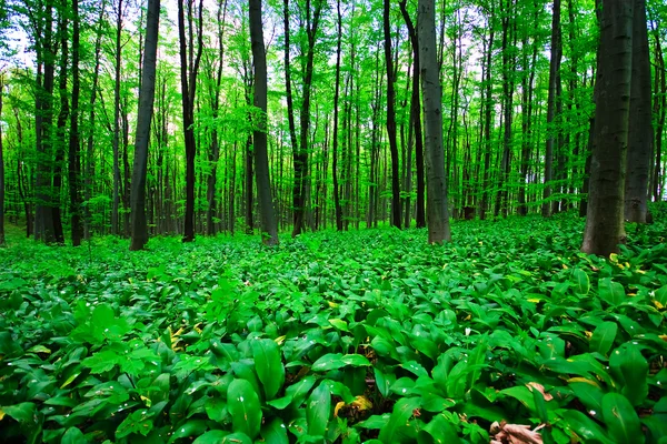 Άγριο σκόρδο δάσος — Φωτογραφία Αρχείου
