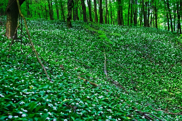 Wild garlic forest — Stock Photo, Image