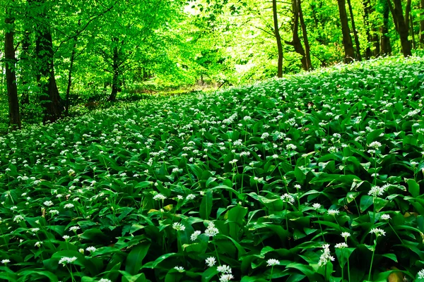 stock image Wild garlic forest