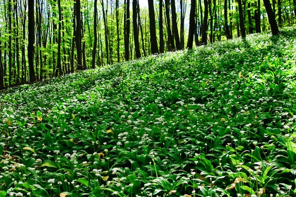 野生のニンニクの森 — ストック写真