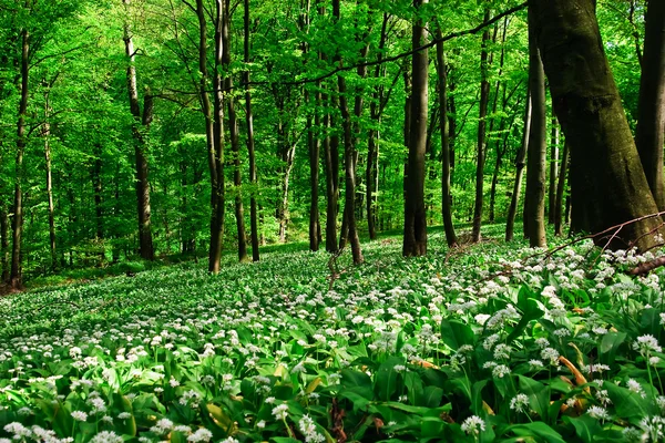 stock image Wild garlic forest