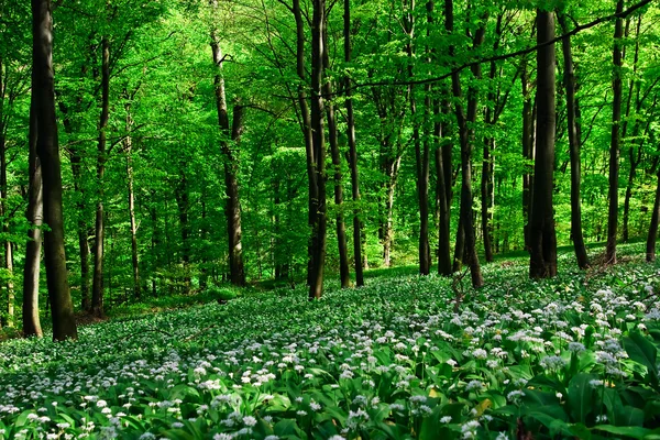 stock image Wild garlic forest