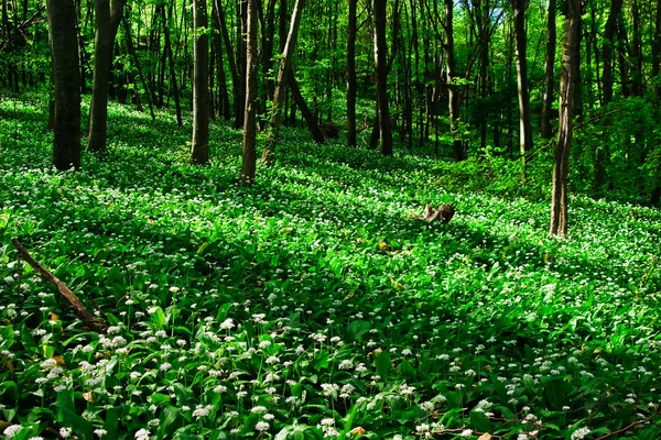 stock image Wild garlic forest