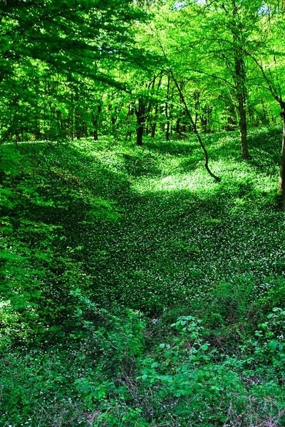 Wild garlic forest — Stock Photo, Image
