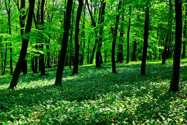 野生のニンニクの森 — ストック写真