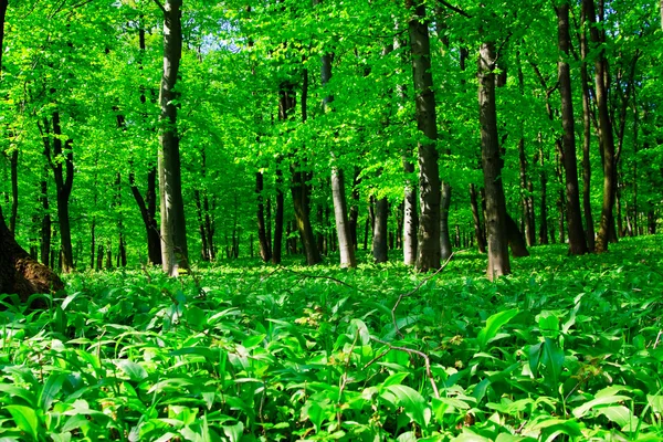 Dziki czosnek lasu — Zdjęcie stockowe