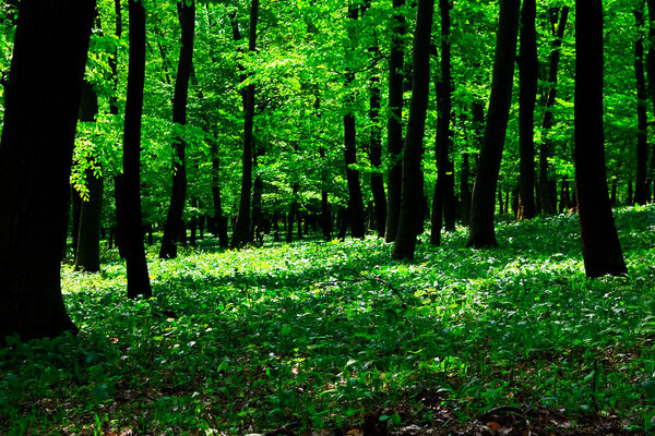 Wild garlic forest in Hungary