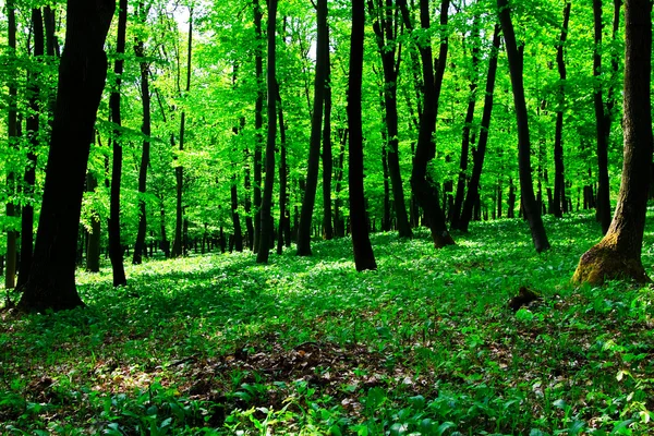 Дикий чесночный лес — стоковое фото