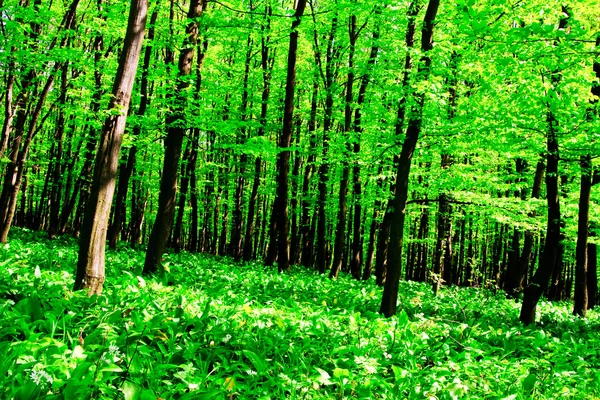 Yabani sarımsak orman — Stok fotoğraf