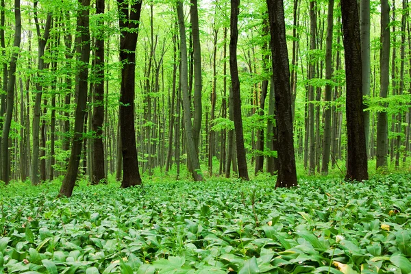 Άγριο σκόρδο δάσος — Φωτογραφία Αρχείου