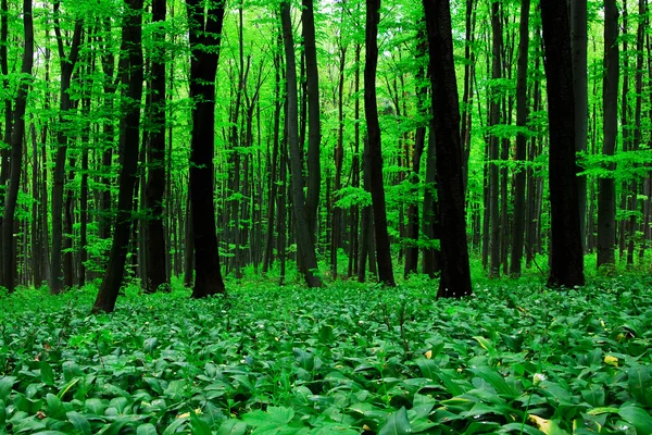 Черемша ліс — стокове фото