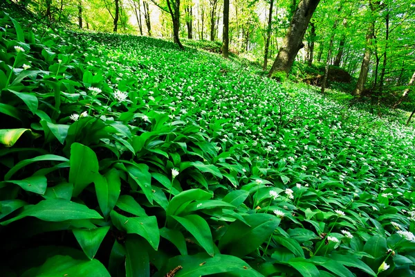 stock image Wild garlic forest