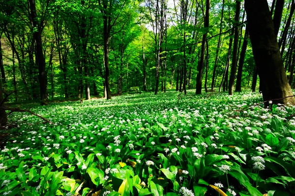 stock image Wild garlic forest