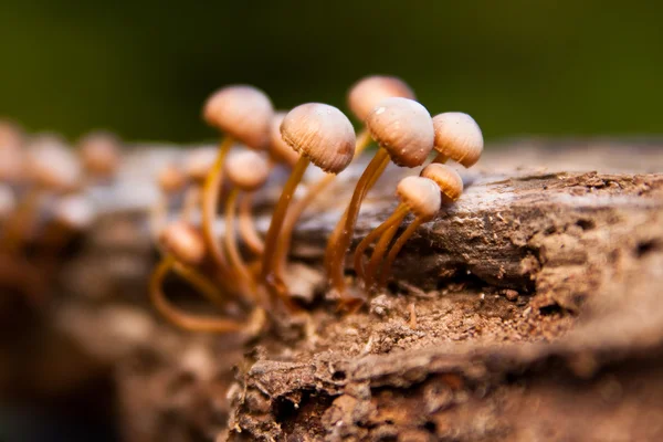 stock image Mushrooms