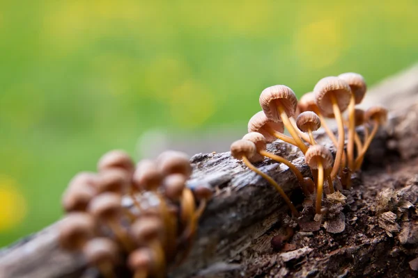 stock image Mushrooms