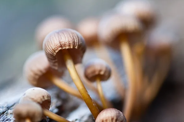 stock image Mushrooms