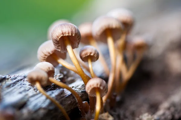 stock image Mushrooms