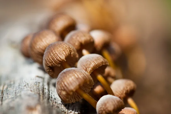 stock image Mushrooms