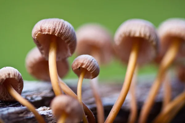 stock image Mushrooms