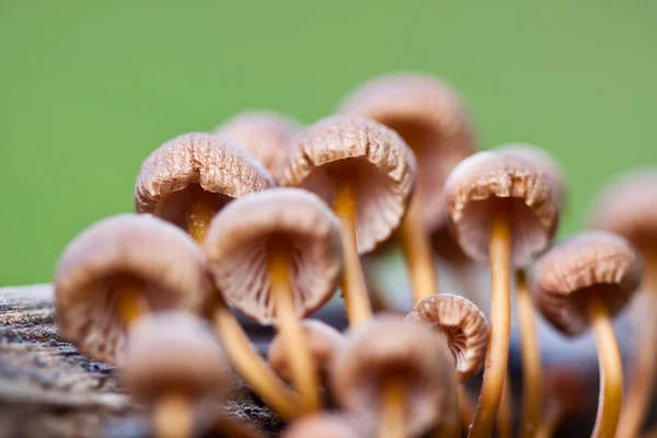 stock image Mushrooms