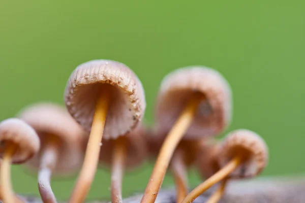 Stock image Mushrooms