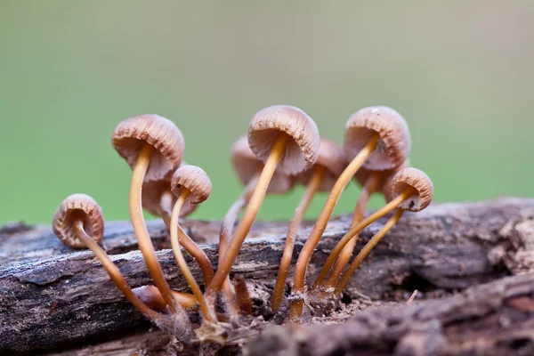 stock image Mushrooms