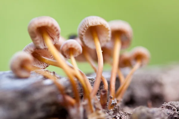 stock image Mushrooms