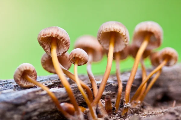 stock image Mushrooms