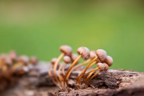 버섯 — 스톡 사진